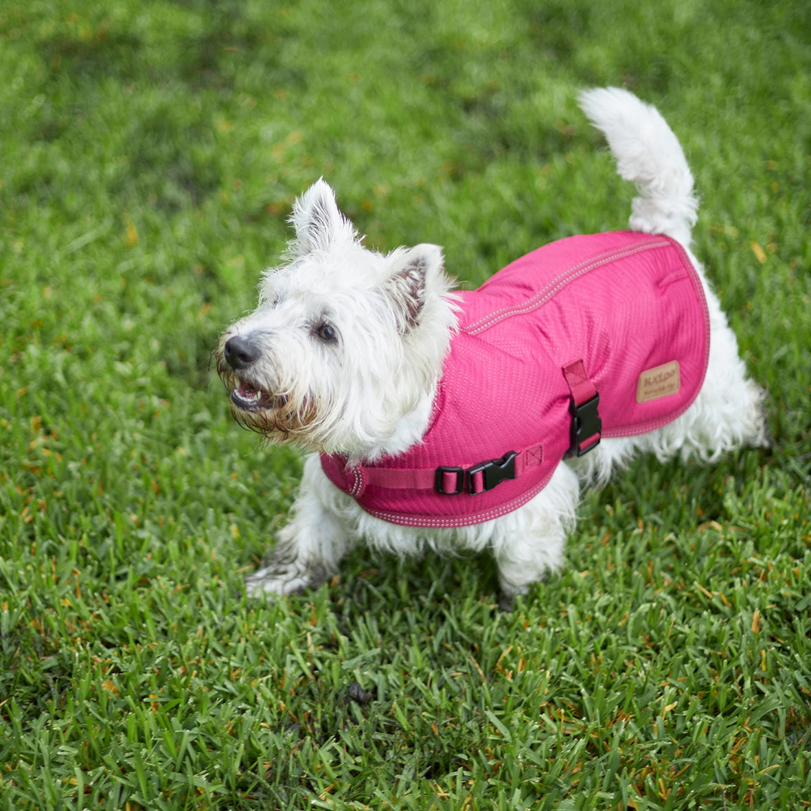 Adventure Dog Coat - Cherry