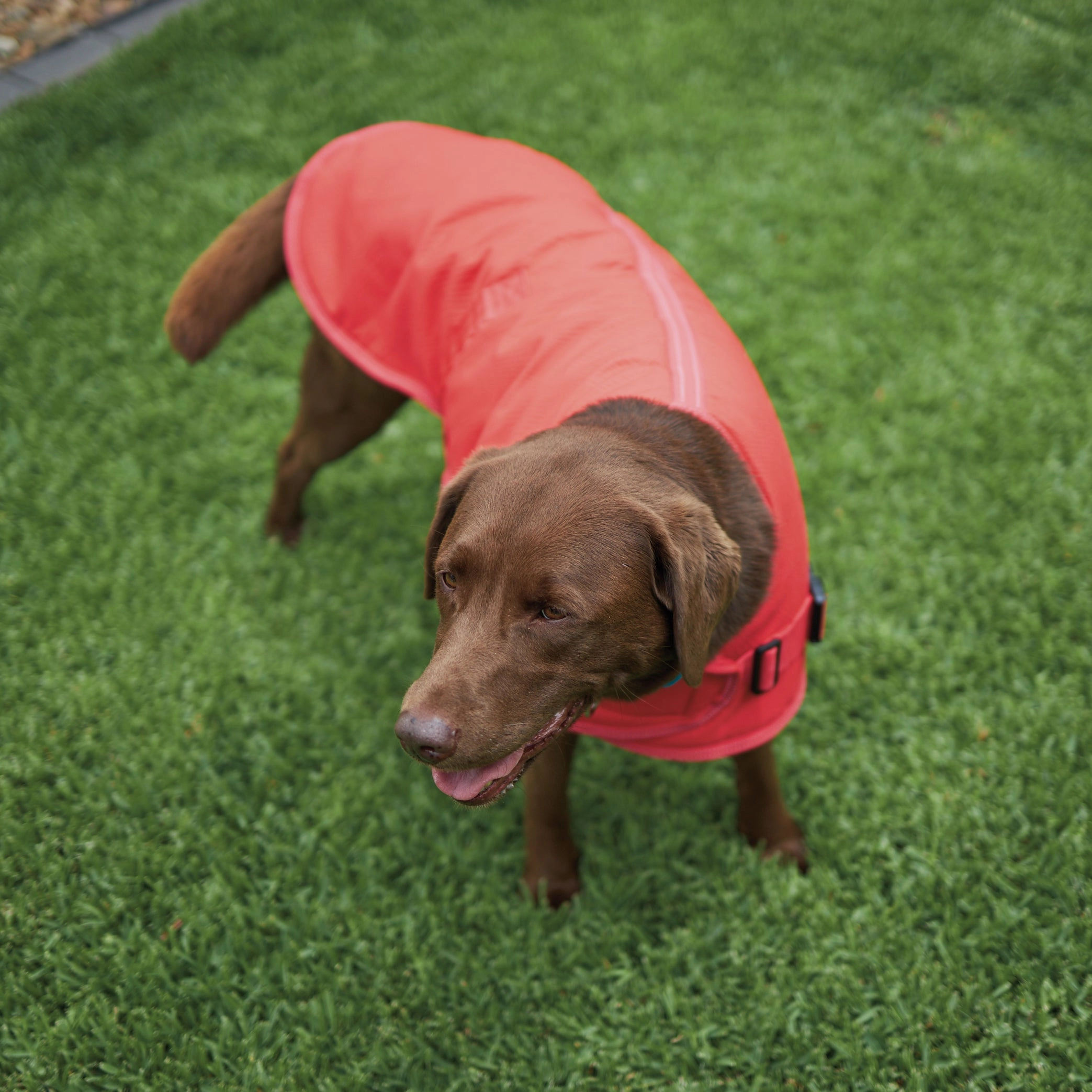 Adventure Dog Coat - Red