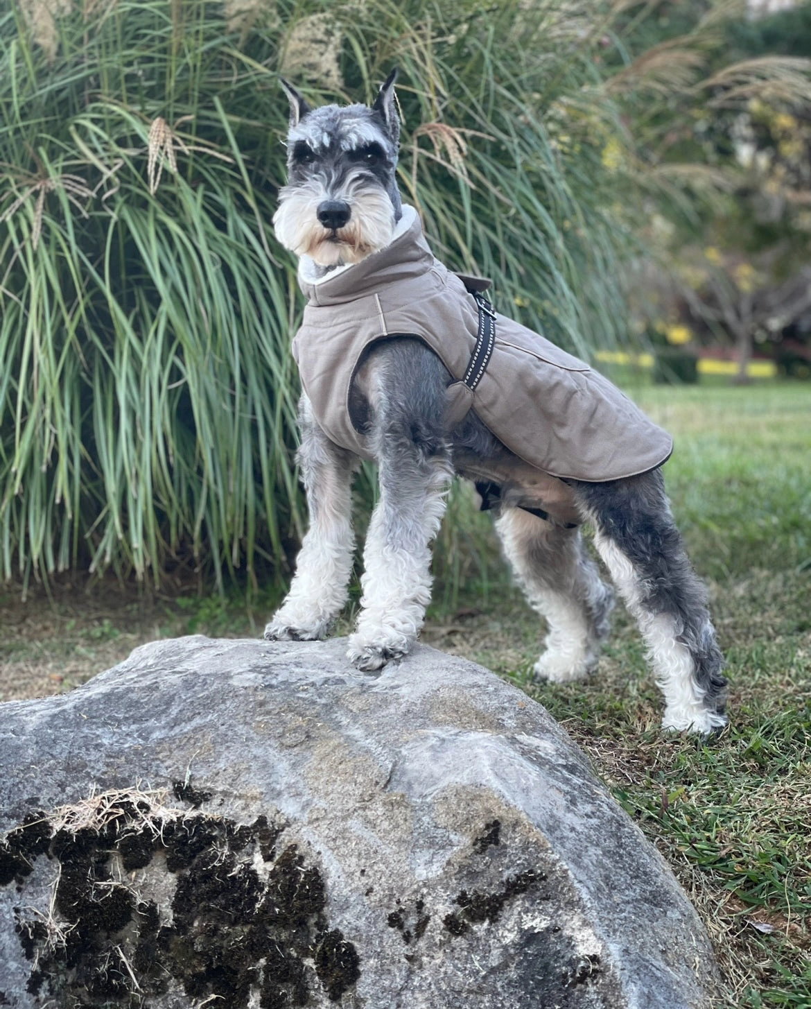 Alpine Tuf Terrain Dog Winter Coats