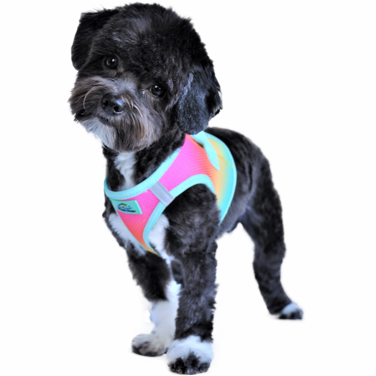 American River Choke-Free No-Pull Harness | Ombre