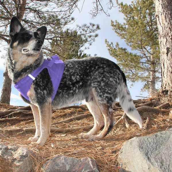 American River Top Stitch Choke-Free No-Pull Harness