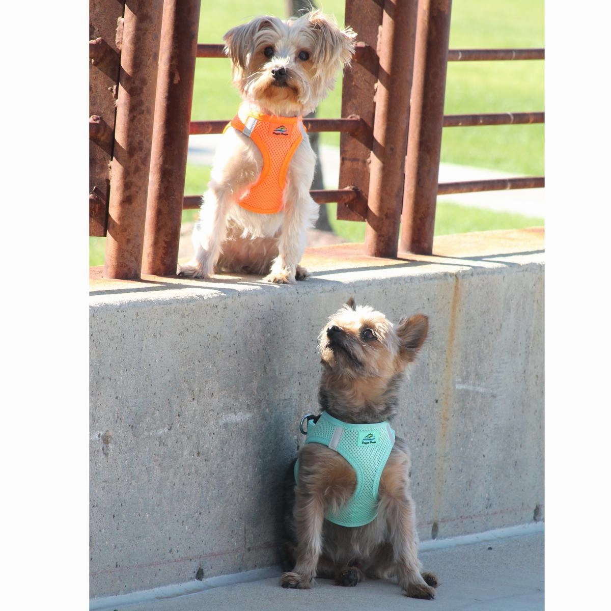 American River Top Stitch Choke-Free No-Pull Harness