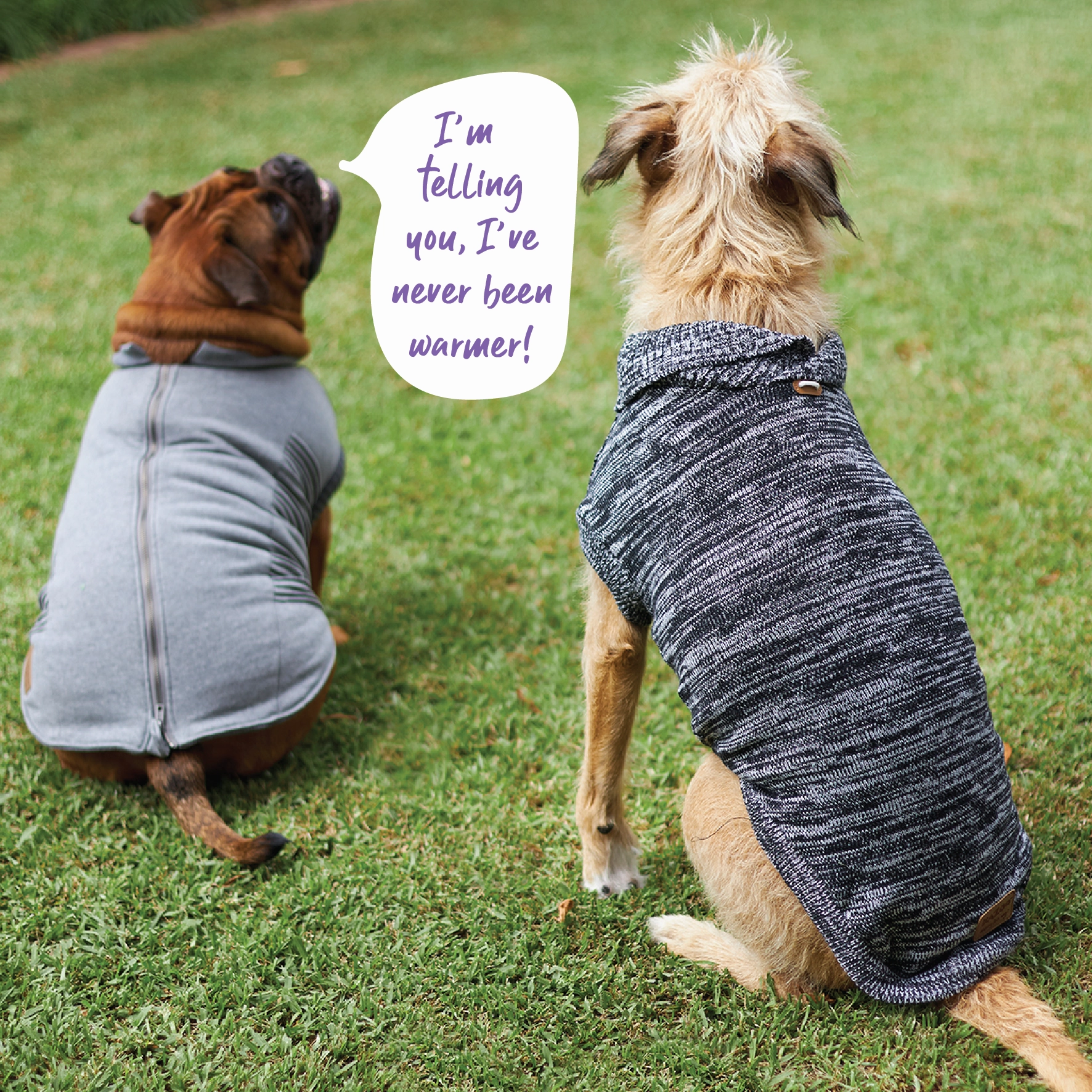 Armadillo Dog Jacket