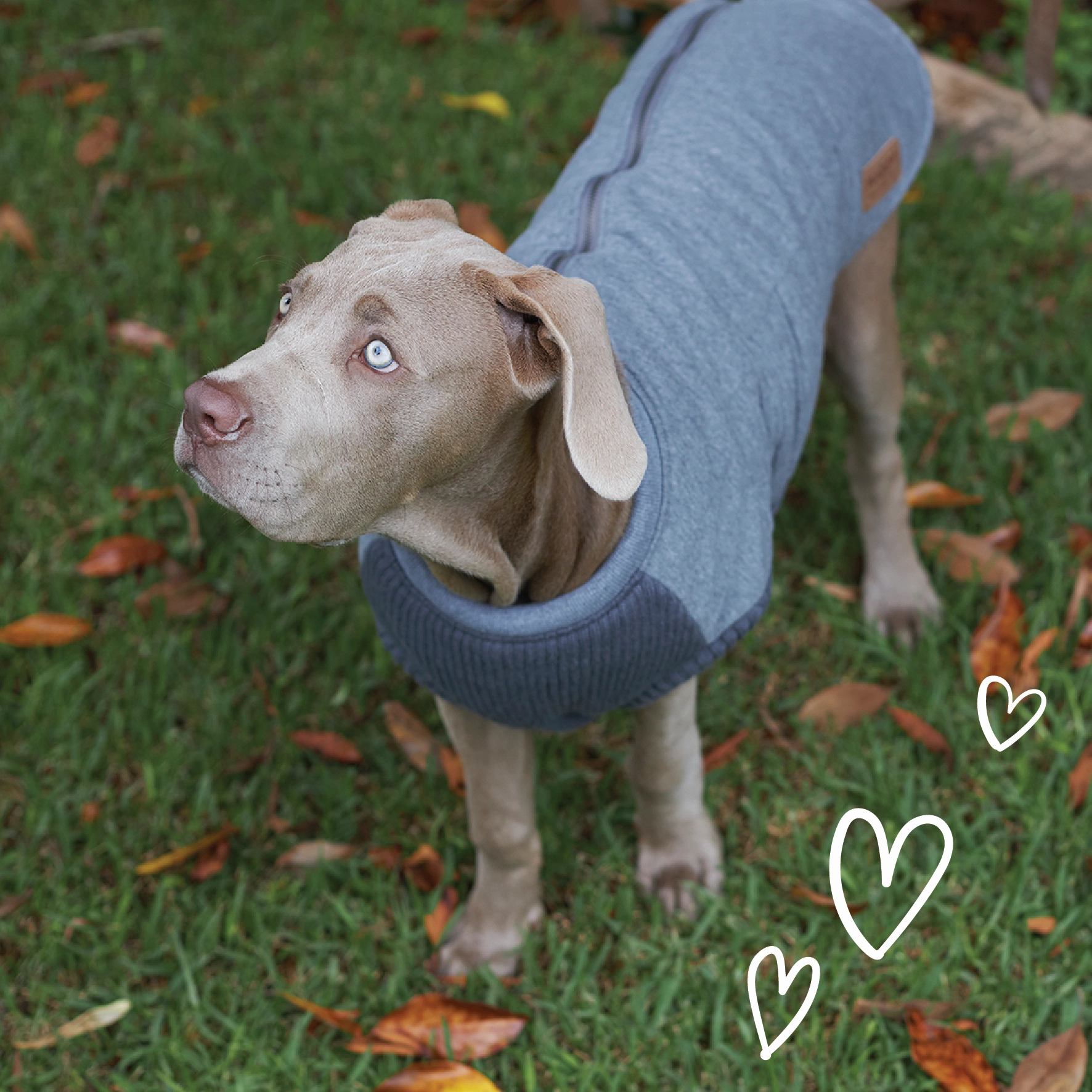 Armadillo Dog Jacket