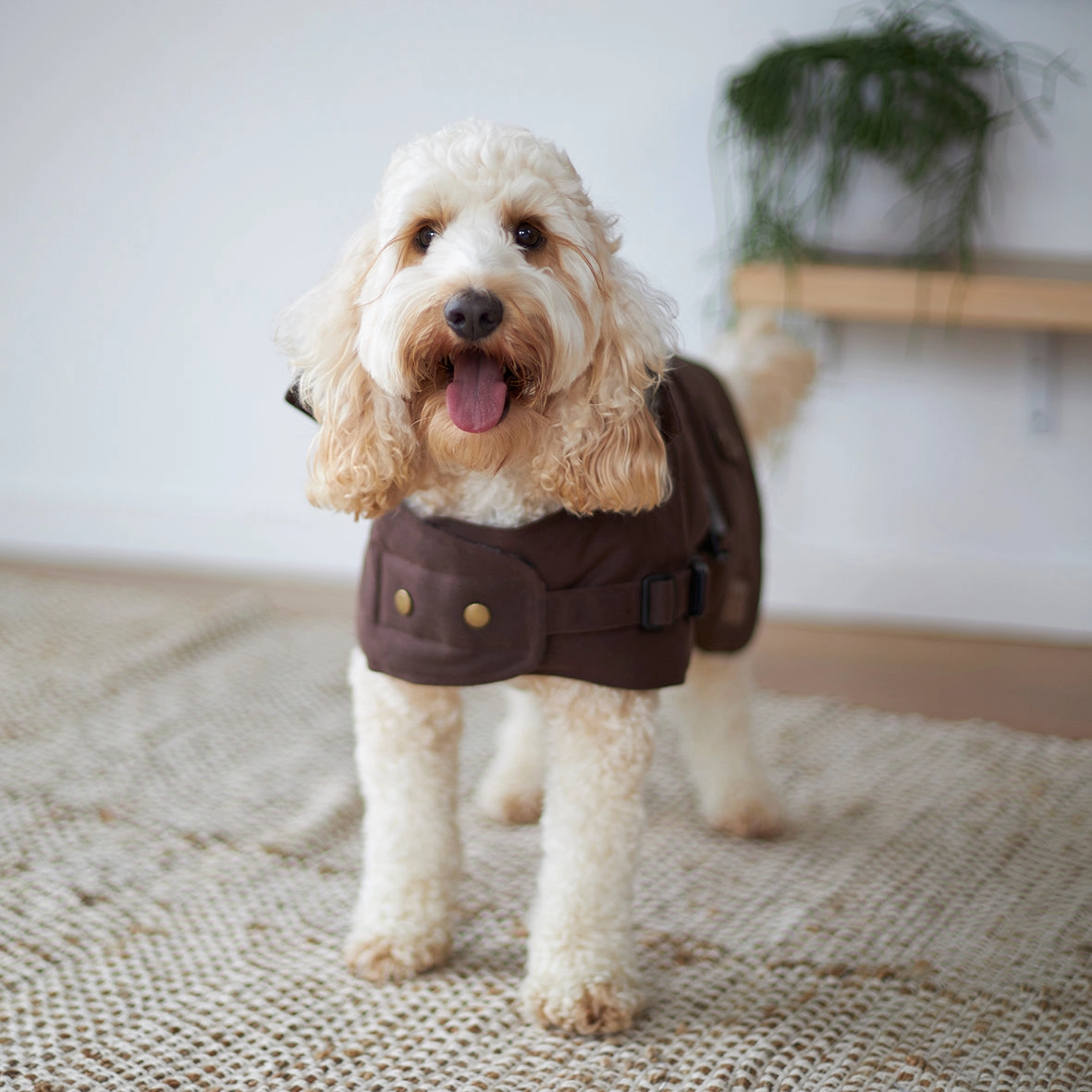 Aussie Oilskin Dog Coat - Brown