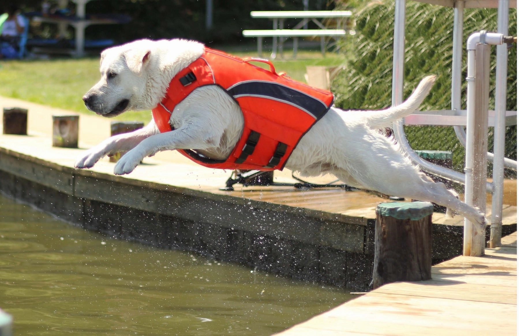BayDog Monterey Bay Life Jacket