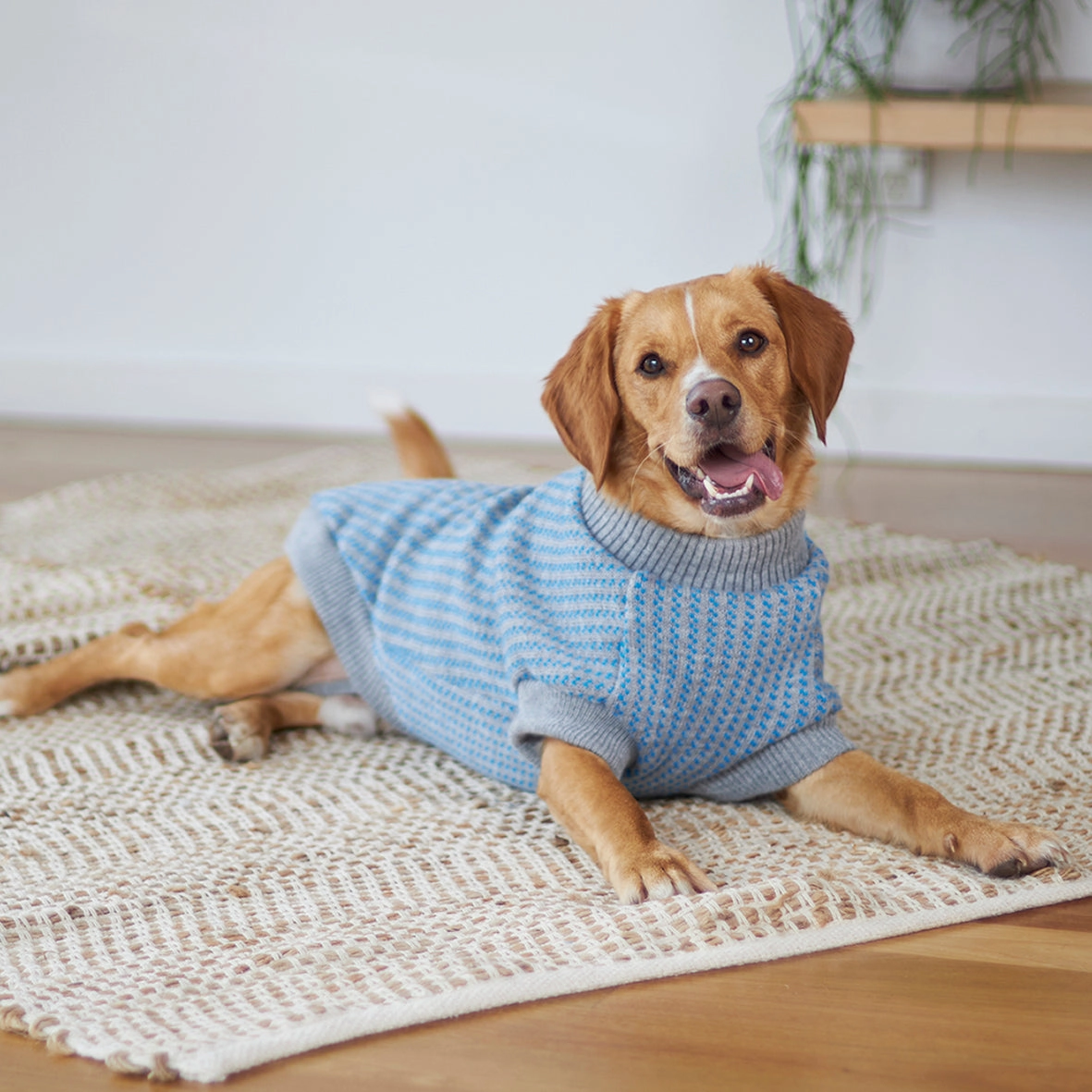 Blue Button Up Knit Dog Jumper
