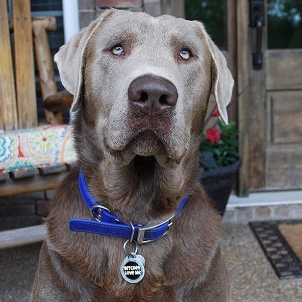 Brookenjack Luxury Waterproof Dog Collars - Premium USA Biothane