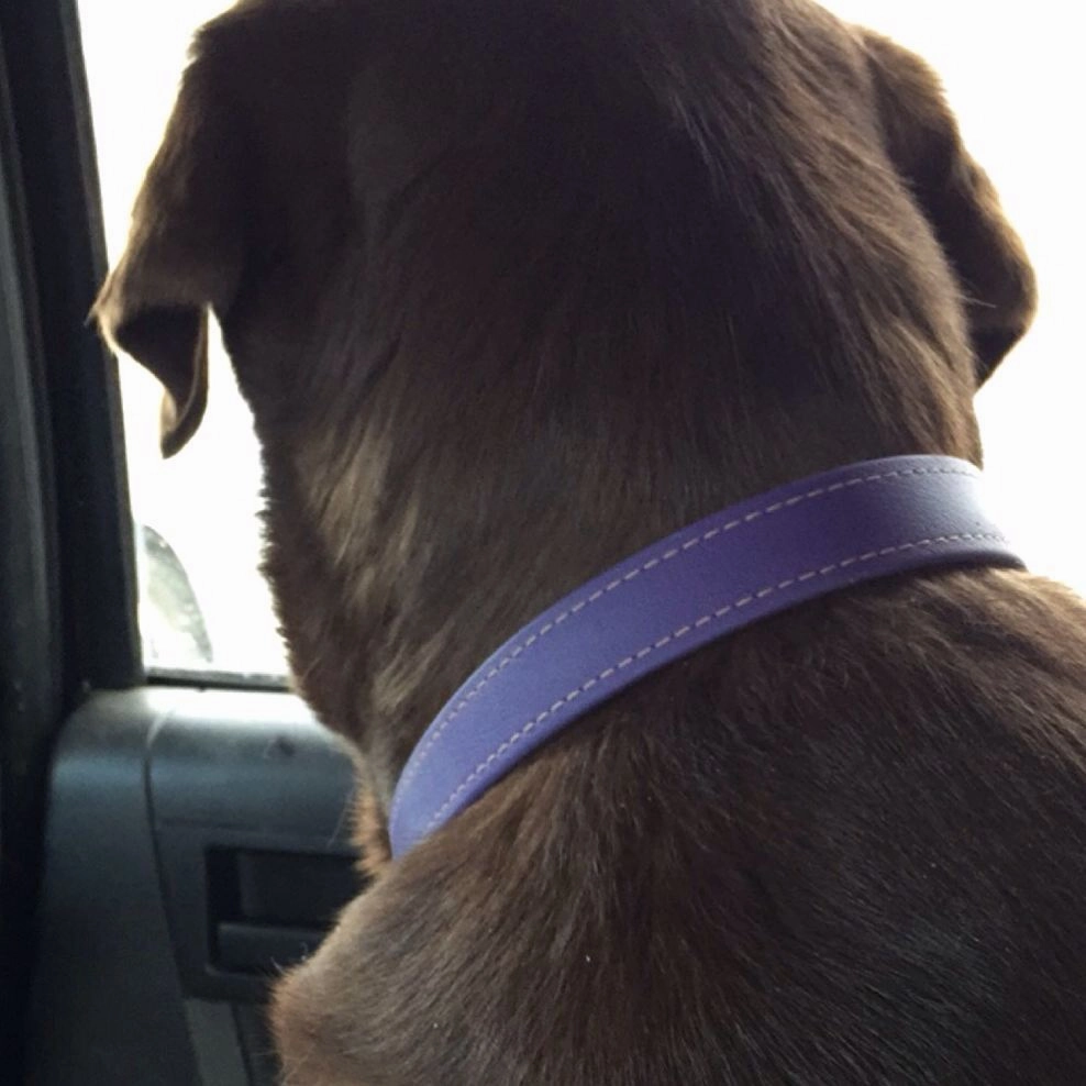 Brookenjack Luxury Waterproof Dog Collars - Premium USA Biothane
