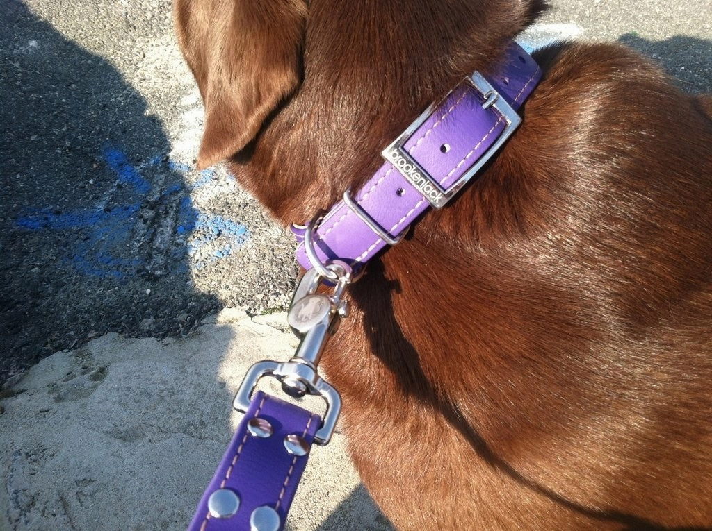 Brookenjack Luxury Waterproof Dog Collars - Premium USA Biothane