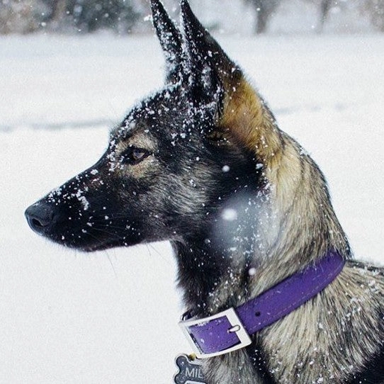 Brookenjack Luxury Waterproof Dog Collars - Premium USA Biothane