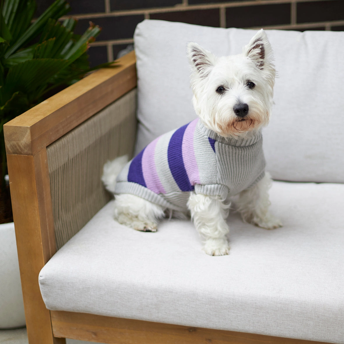 Bumble Dog Jumper - Lavender
