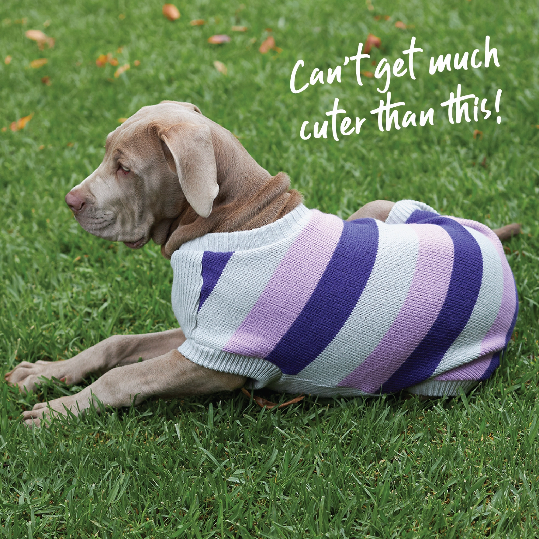 Bumble Dog Jumper - Lavender