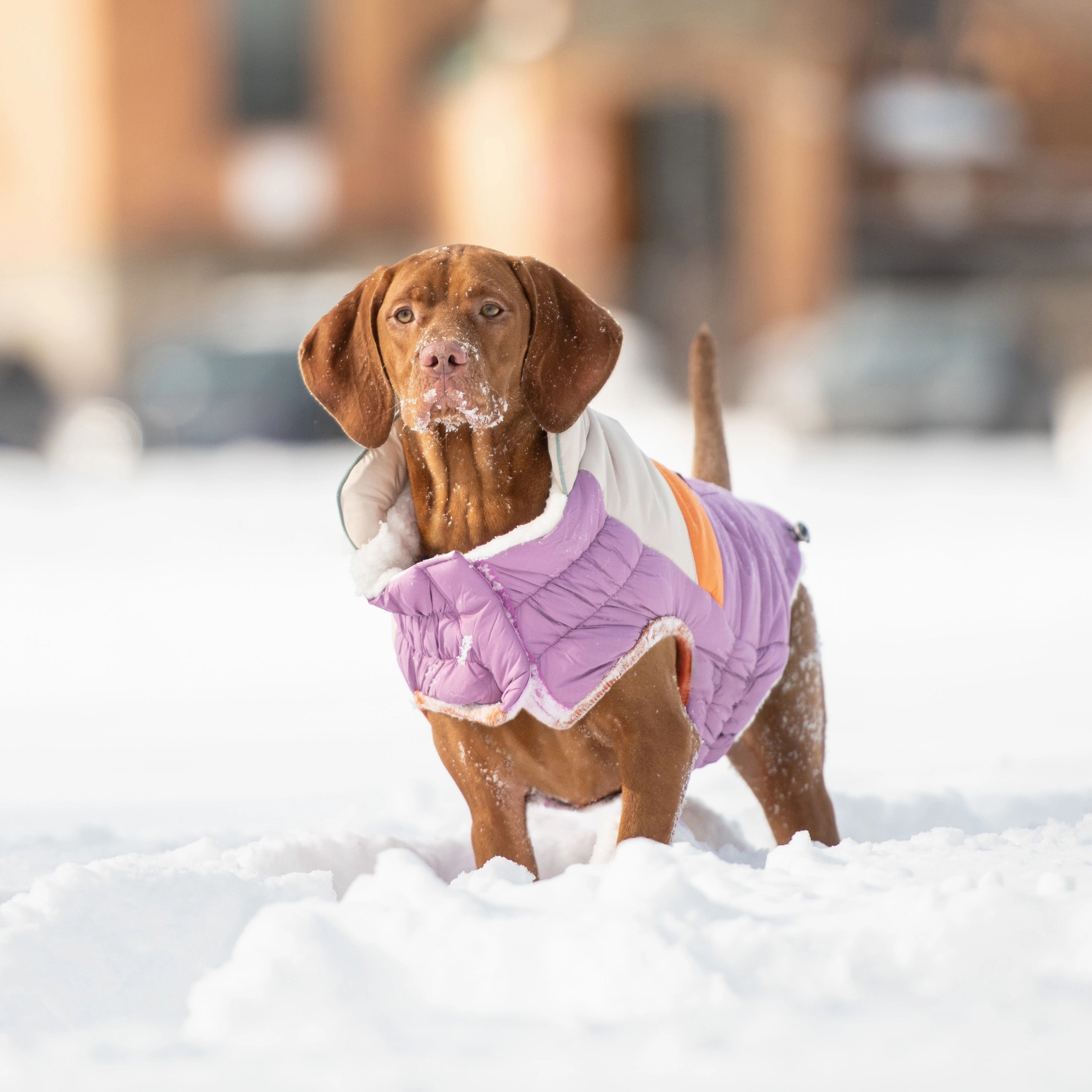 Camplife Puffer Dog Winter Coat - Purple