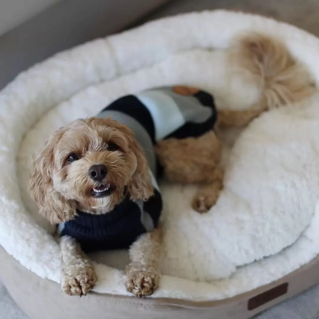 Chestie Dog Jumper - Blue