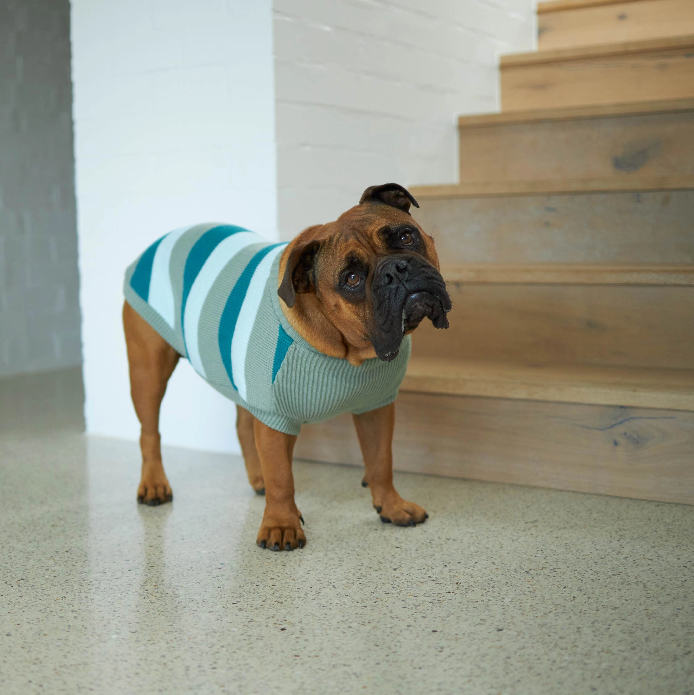 Chestie Dog Jumper - Forest