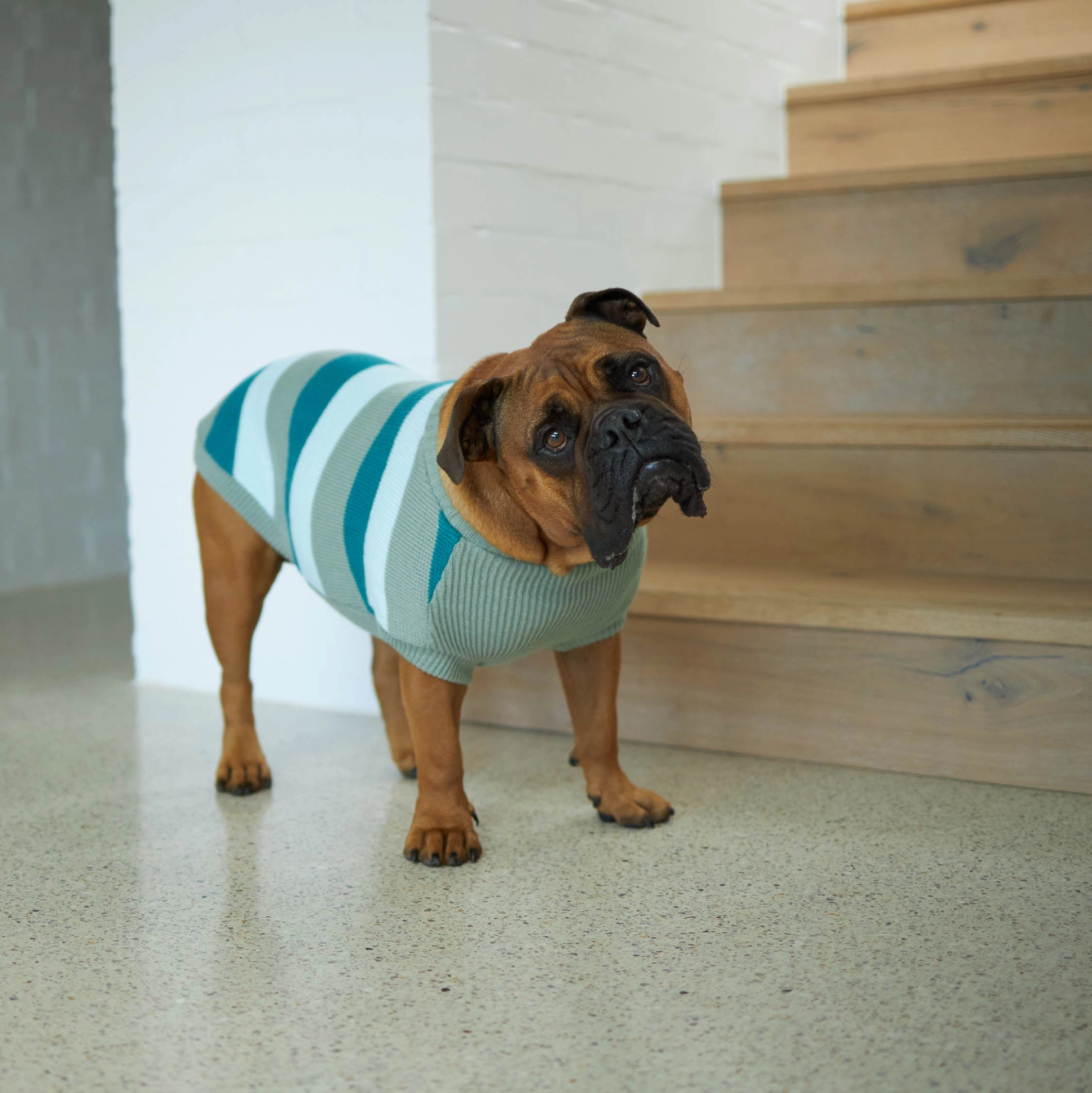 Chestie Dog Jumper - Forest