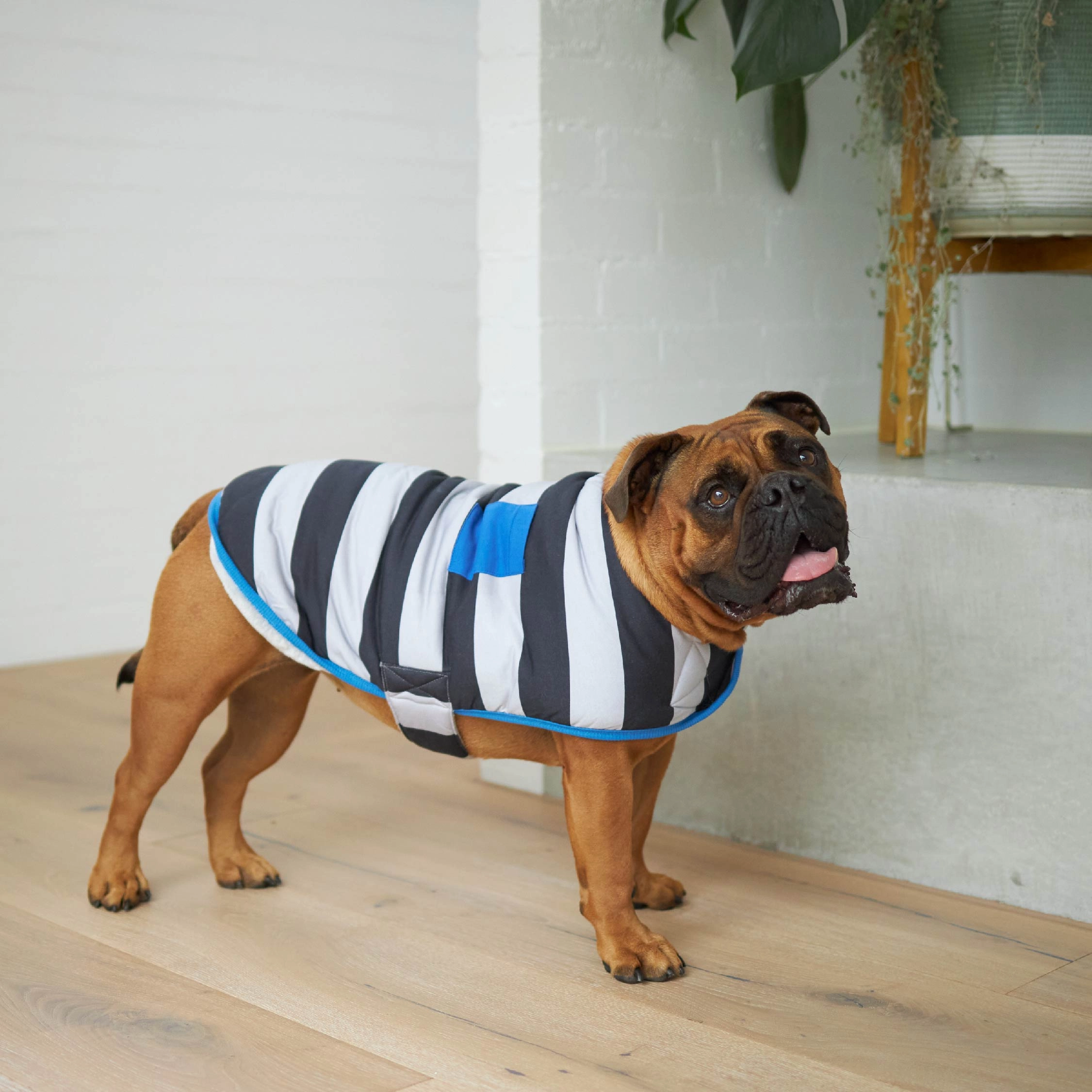 Chunky Stripe Dog Snuggie