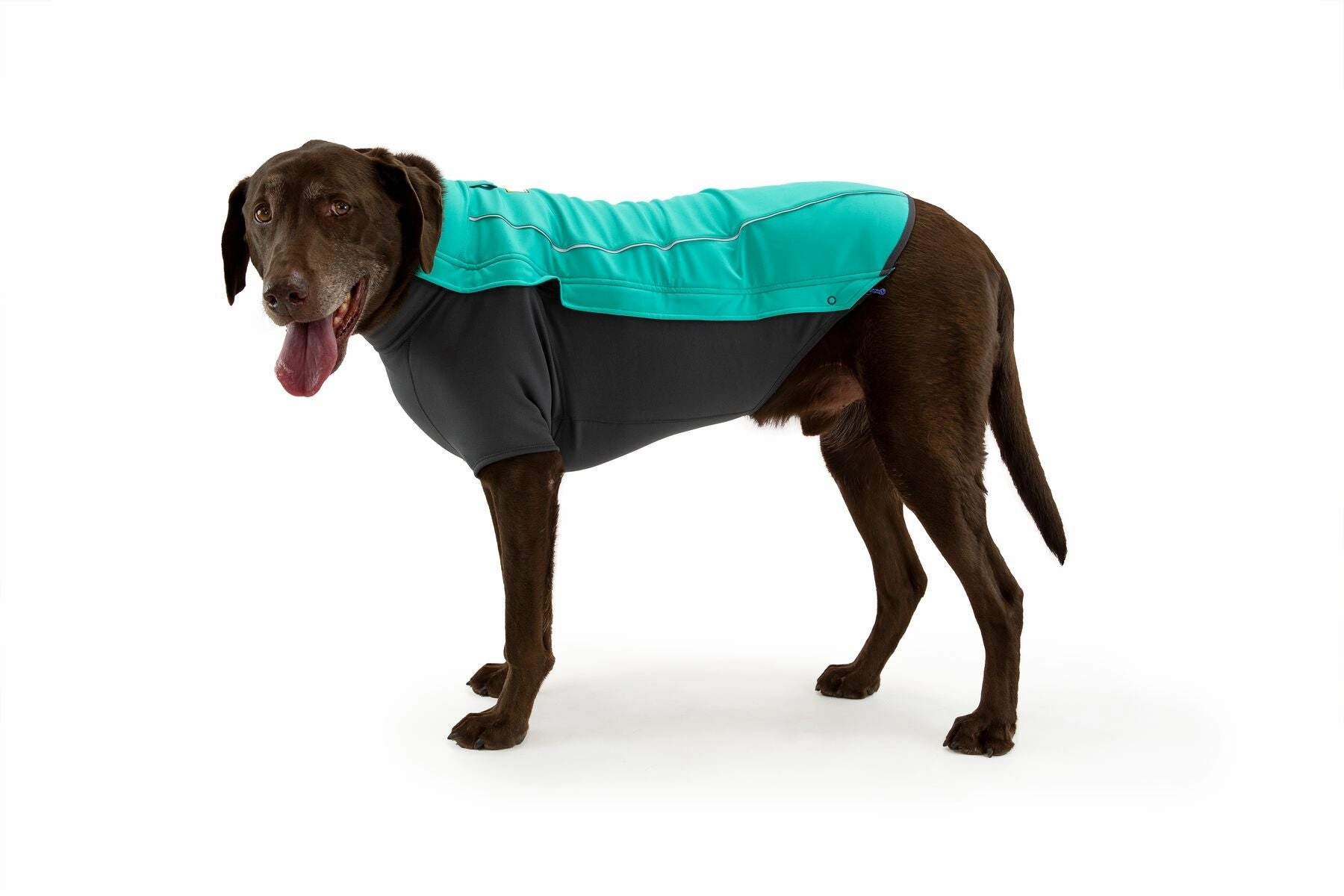 Cloud Chaser Waterproof Dog Coat
