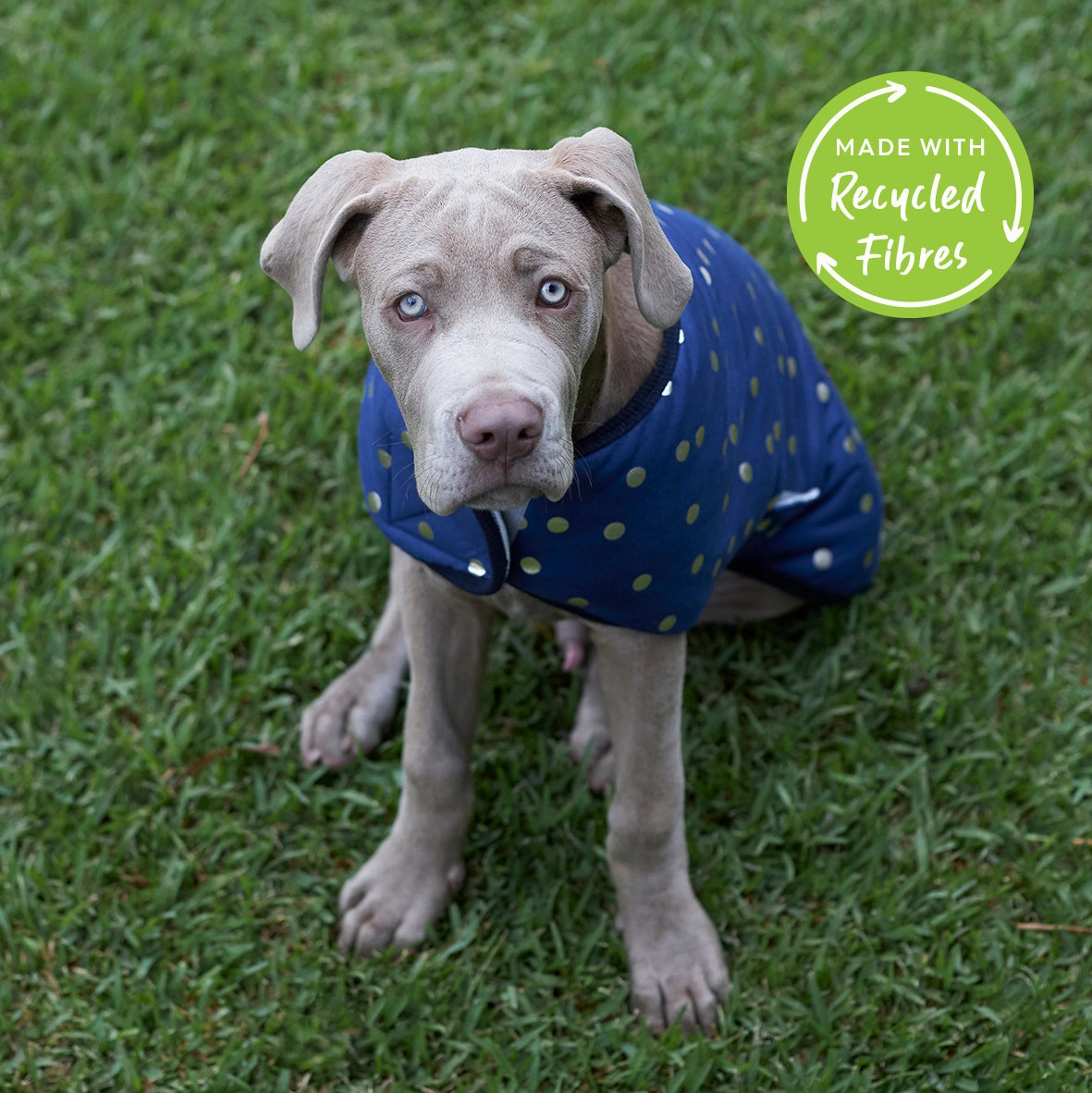Confetti Snuggie Dog Jacket