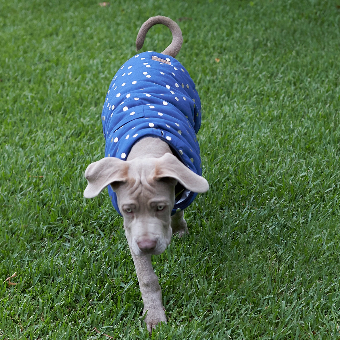 Confetti Snuggie Dog Jacket