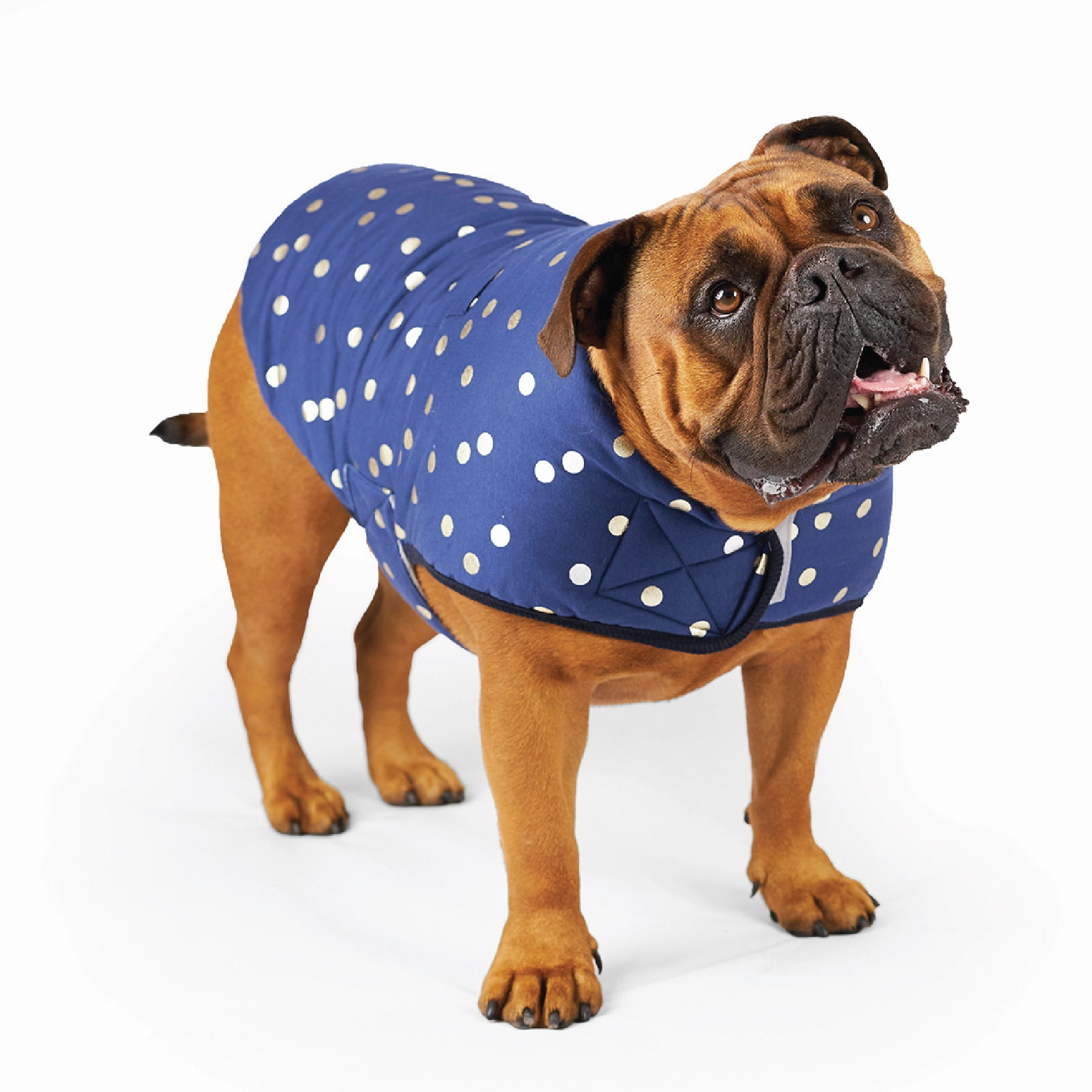Confetti Snuggie Dog Jacket