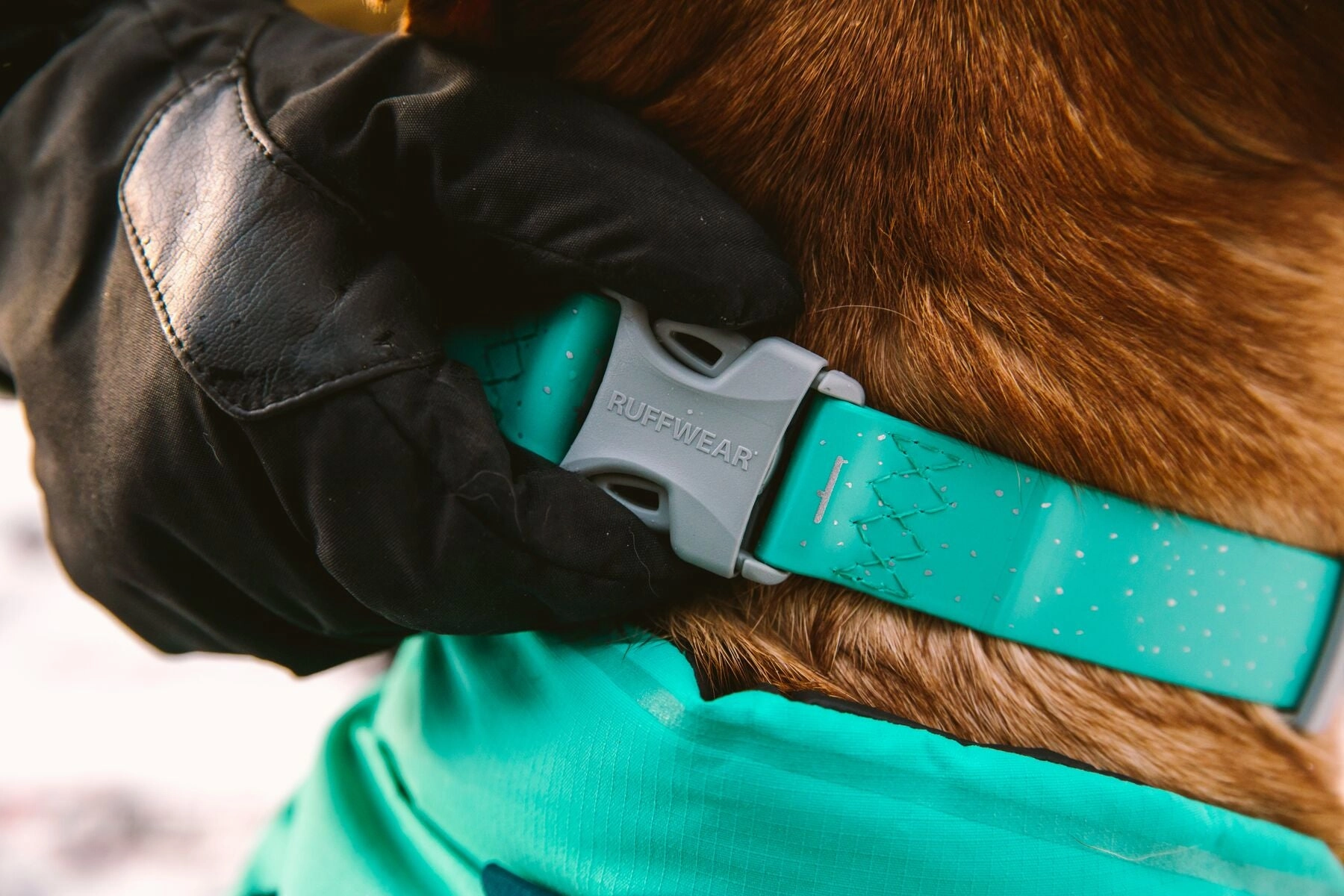 Confluence Waterproof Dog Collars