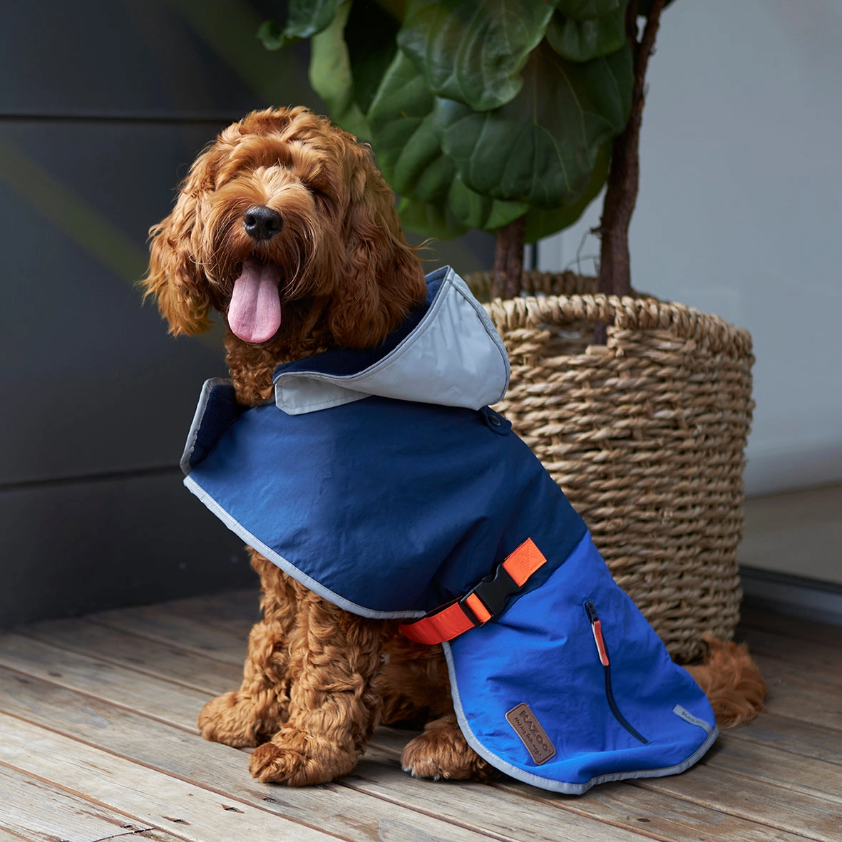 Cosy Dog Rain Coat - Blue Zest