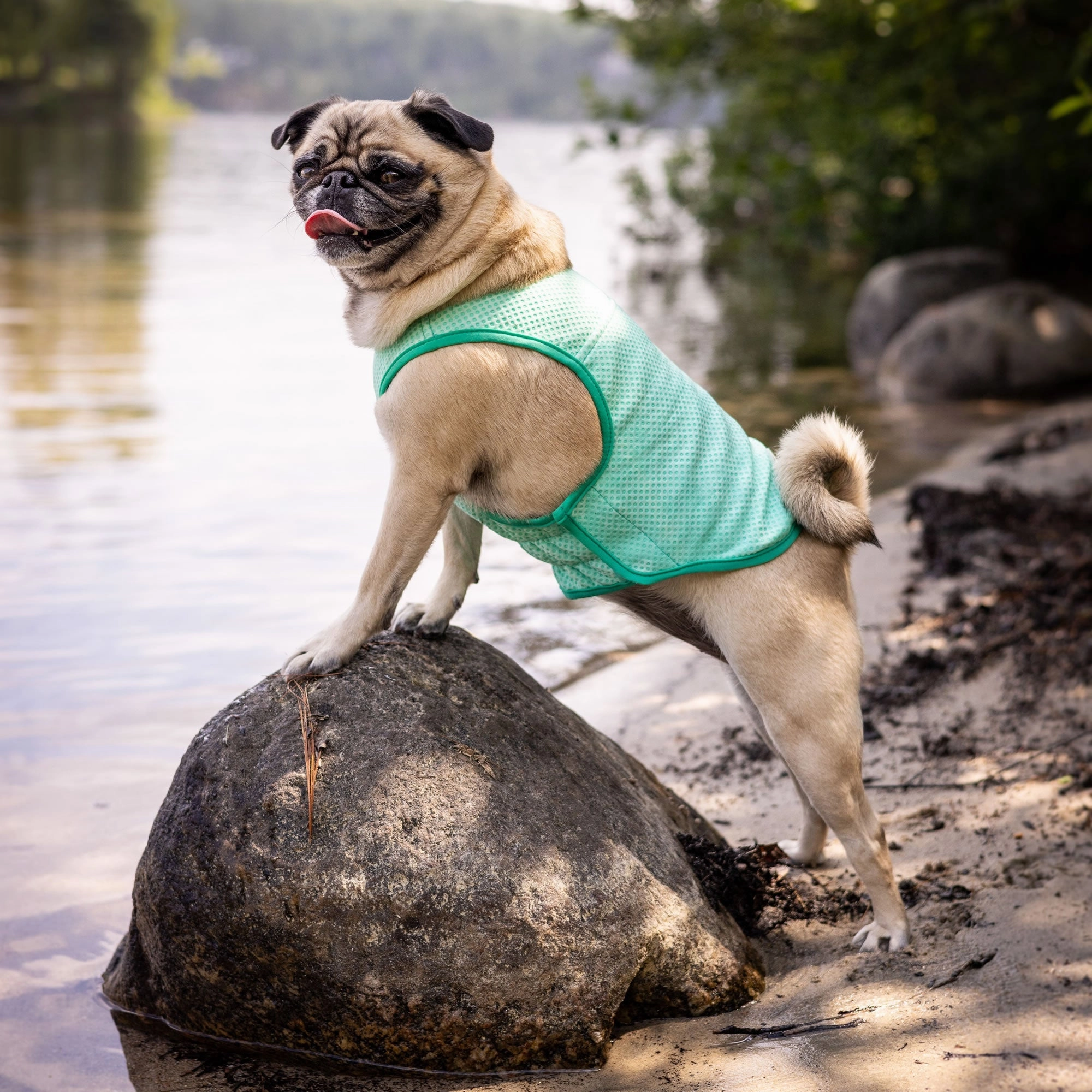 Elasto-Fit Dog Cooling Ice Vest  - Aqua