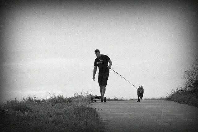 EzyDog Cujo Bungee Dog Leash