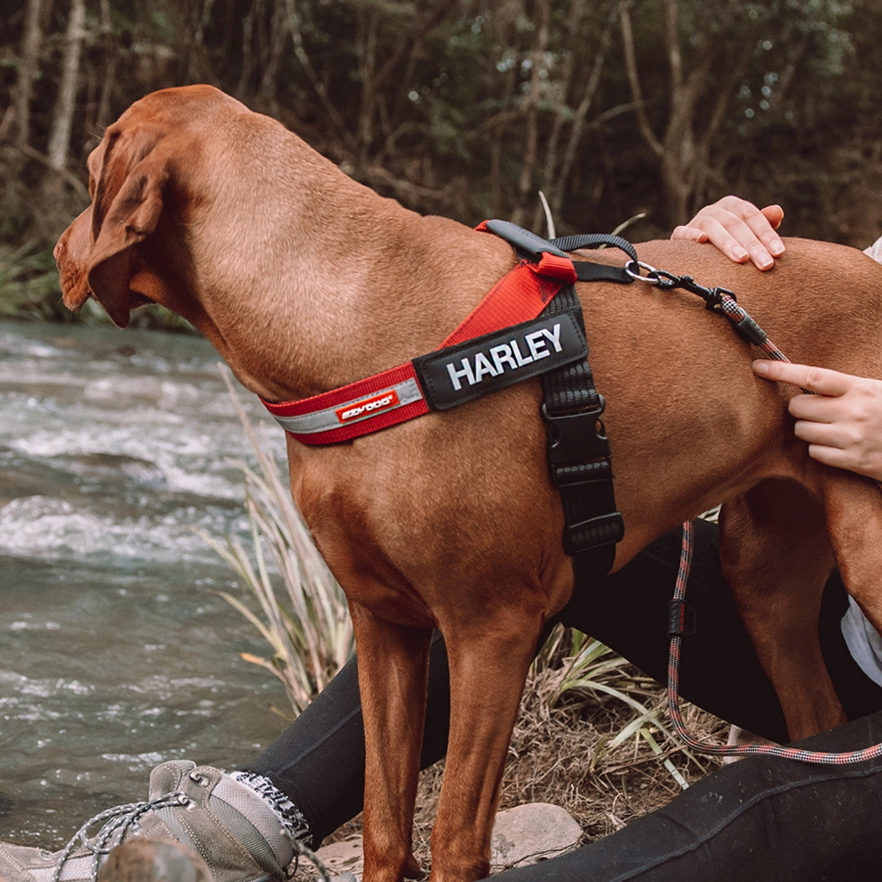 EzyDog Express Harness (Customizable)