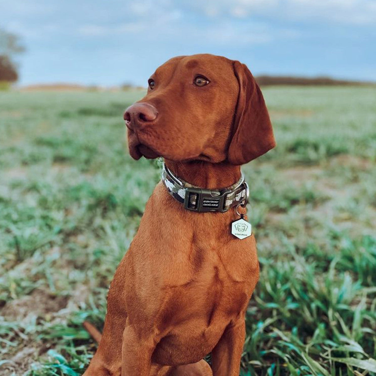 Ezydog Neo Collar | Neoprene Dog Collars
