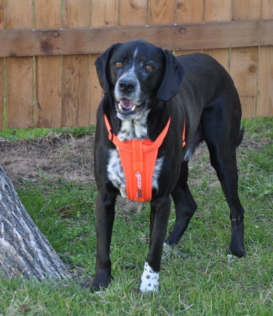 EzyDog Padded Chest Harness