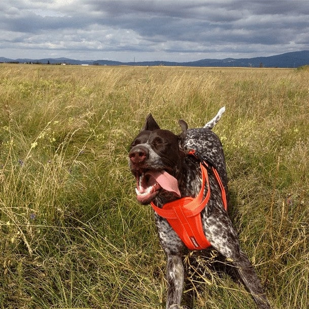 EzyDog Padded Chest Harness