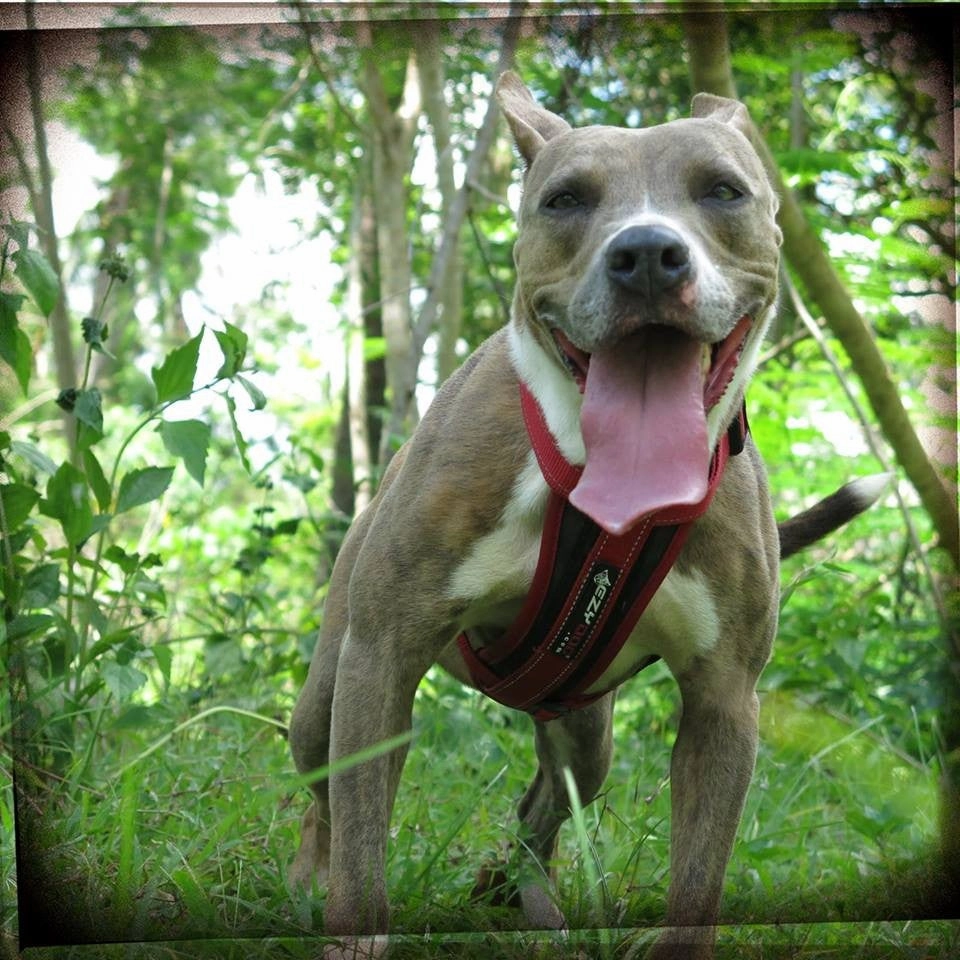 EzyDog Padded Chest Harness