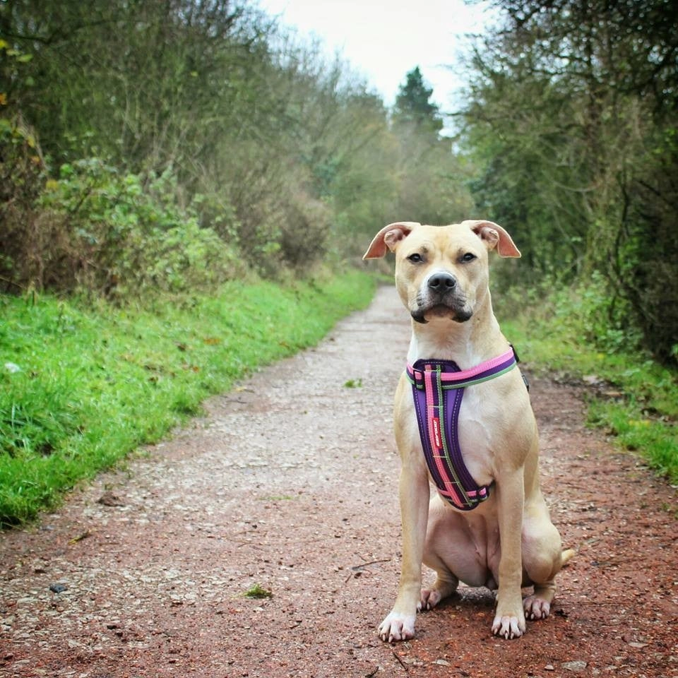 EzyDog Padded Chest Harness