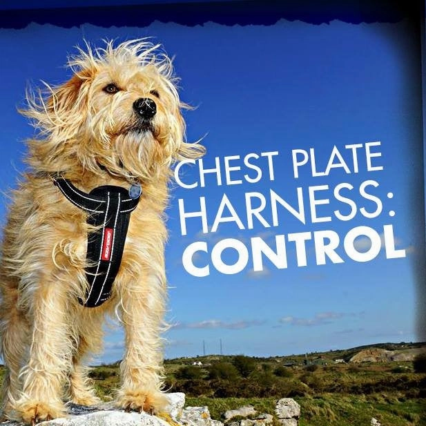 EzyDog Padded Chest Harness