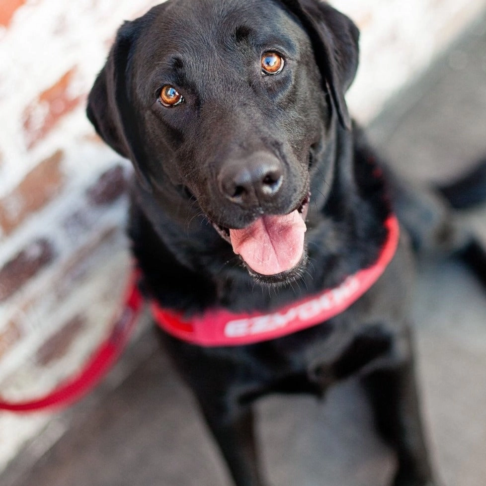 EzyDog Quick Fit Harness