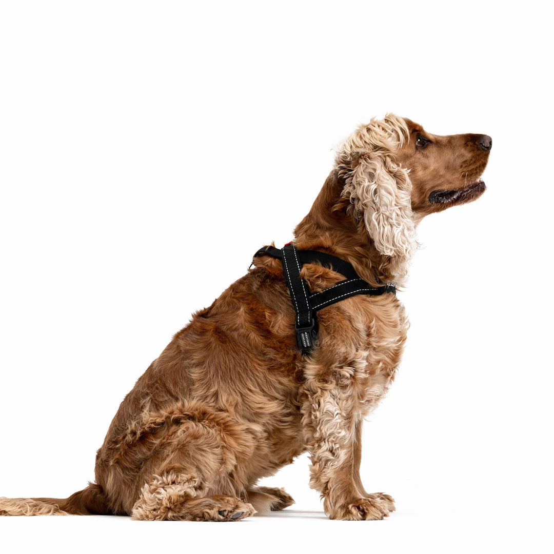EzyDog Quick Fit Harness
