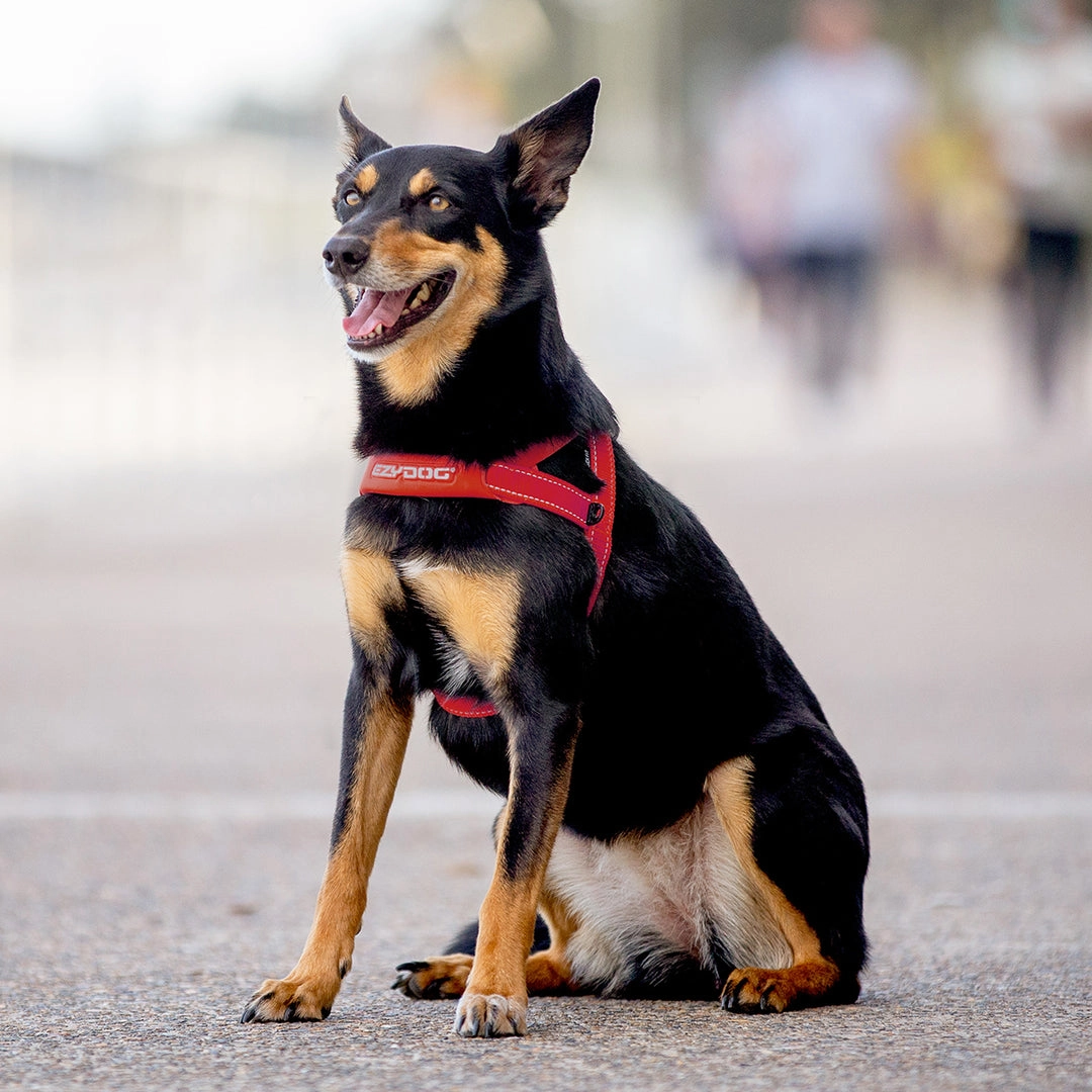 EzyDog Quick Fit Harness