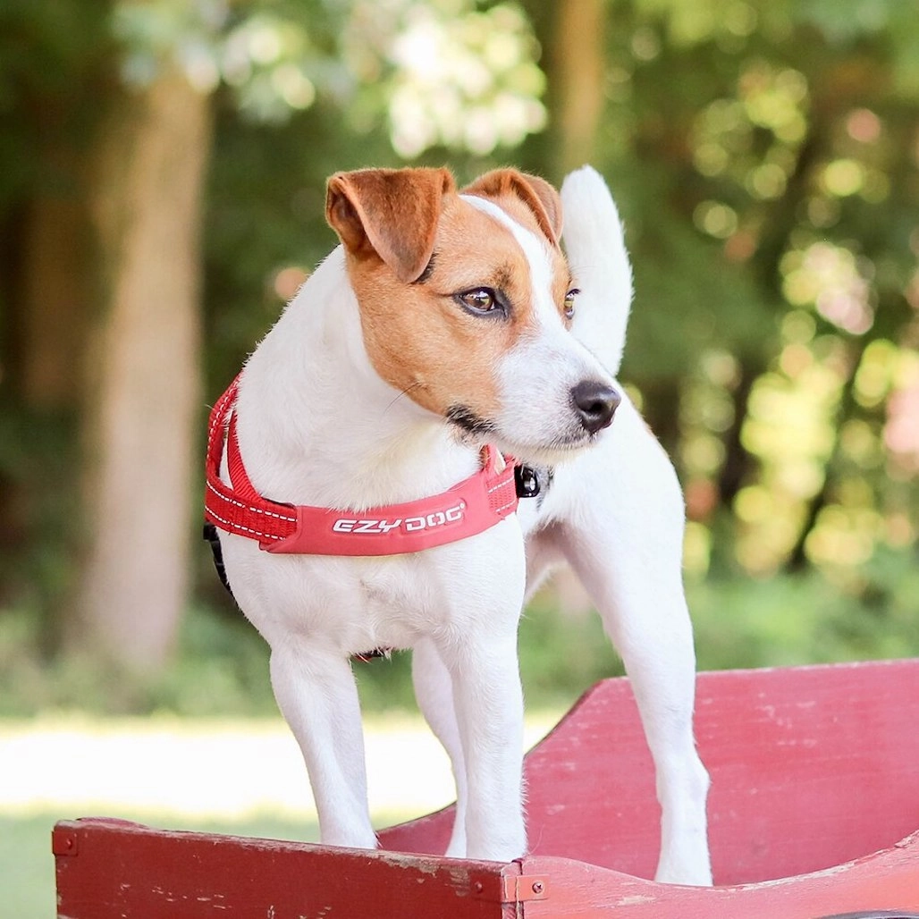 EzyDog Quick Fit Harness