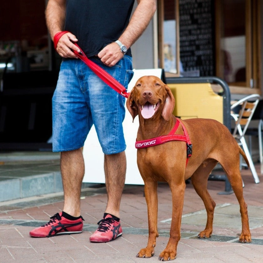 EzyDog Quick Fit Harness