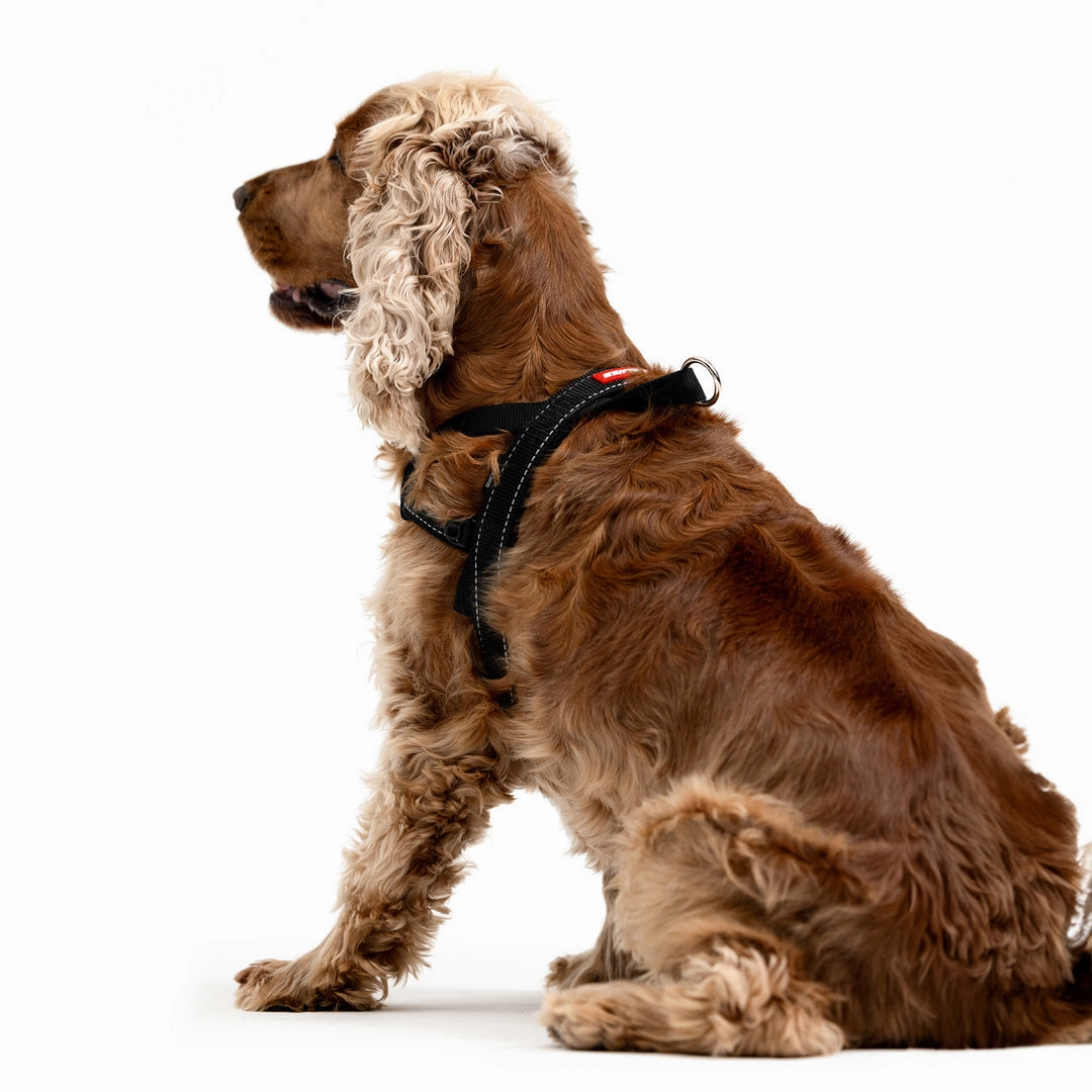 EzyDog Quick Fit Harness