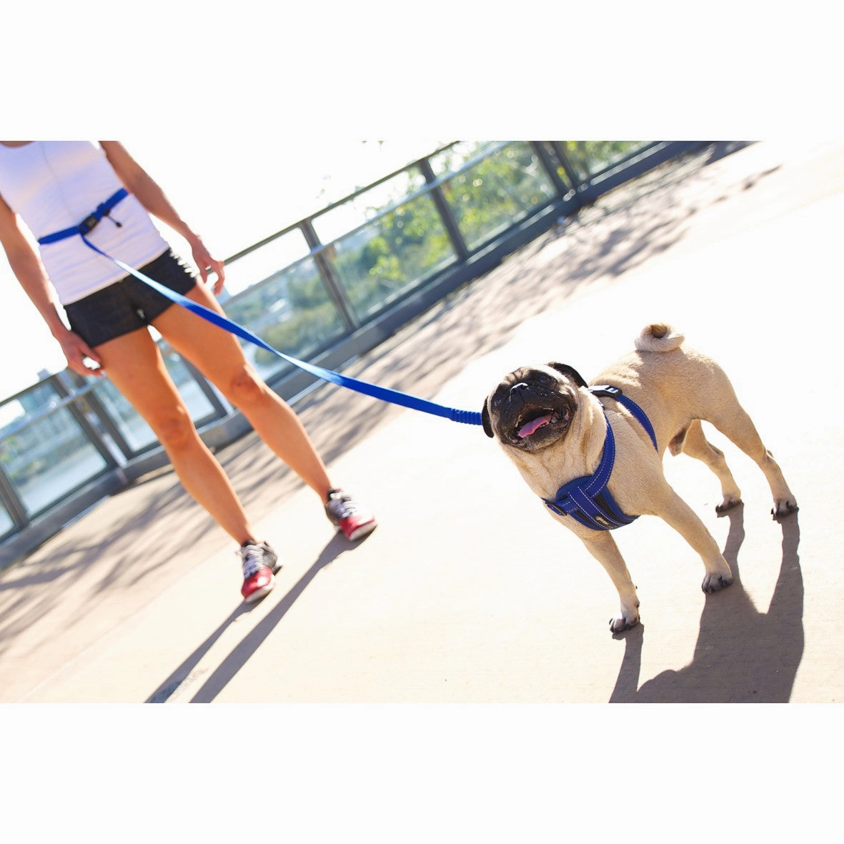 EzyDog Road Runner Hands Free Leash