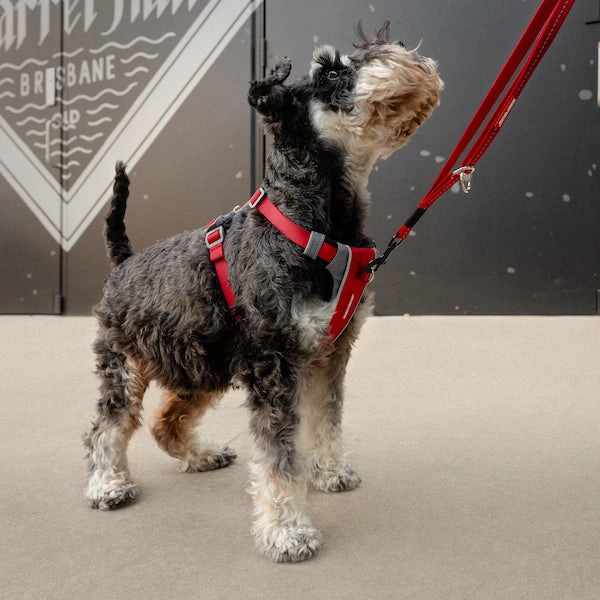 Ezydog X-Link Padded Dog Control Harness