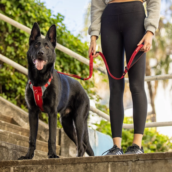 Ezydog X-Link Padded Dog Control Harness