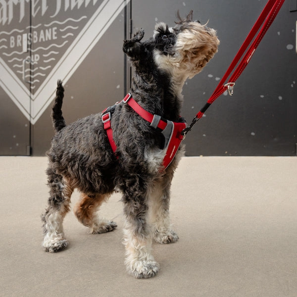 Ezydog X-Link Padded Dog Control Harness