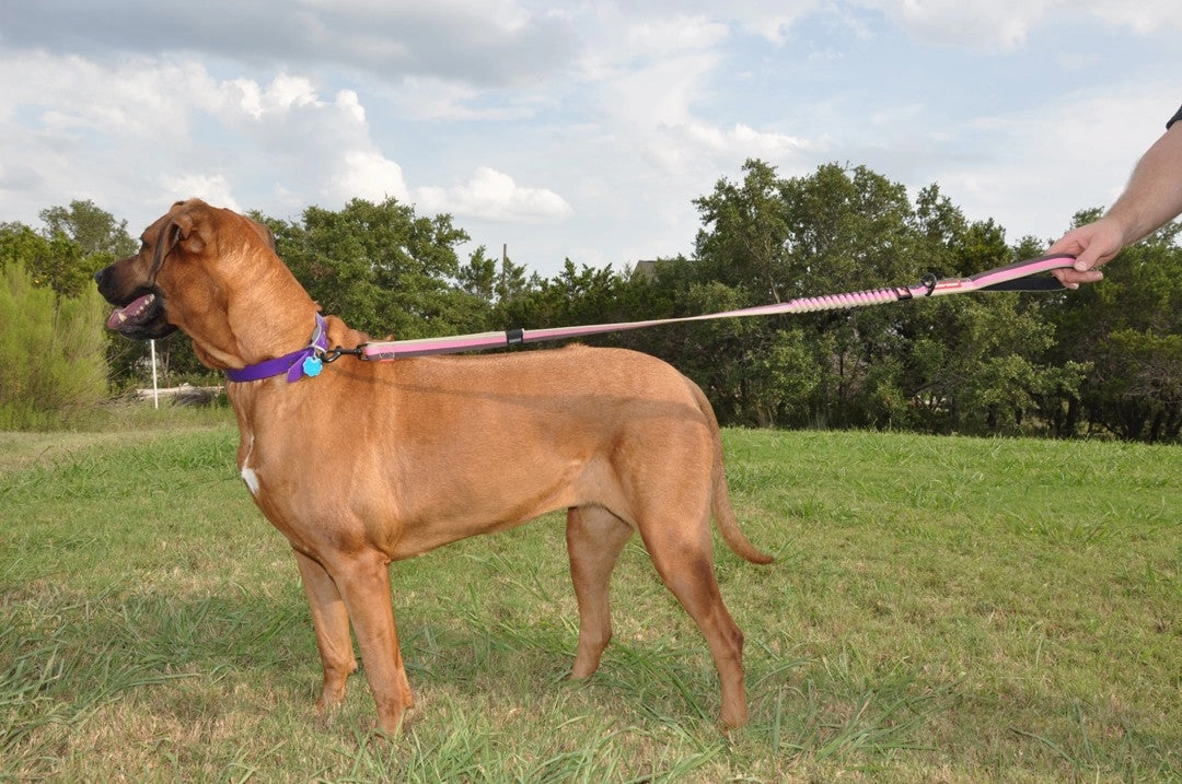 EzyDog Zero Shock Control Leash