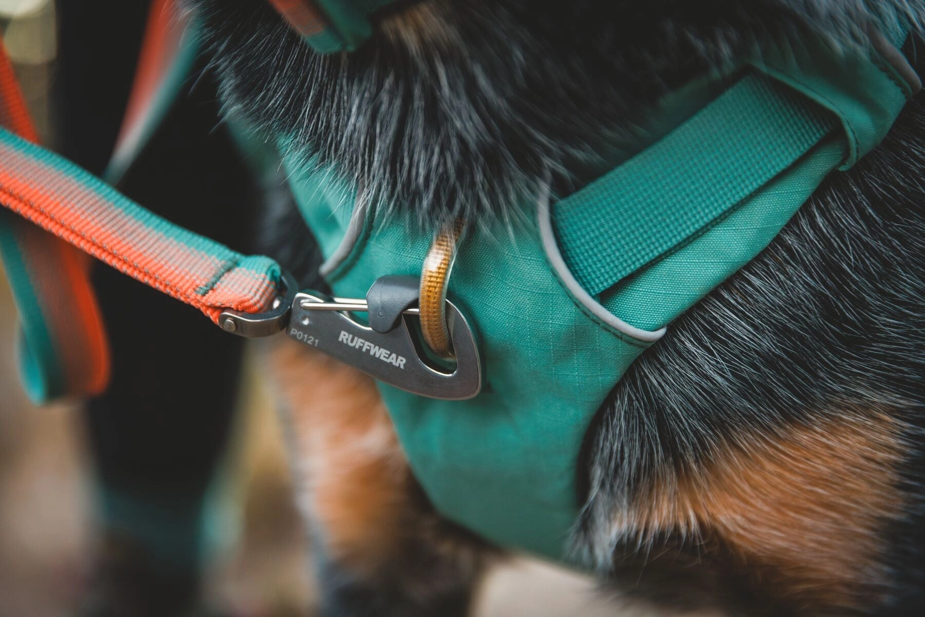 Front Range Dog Leash