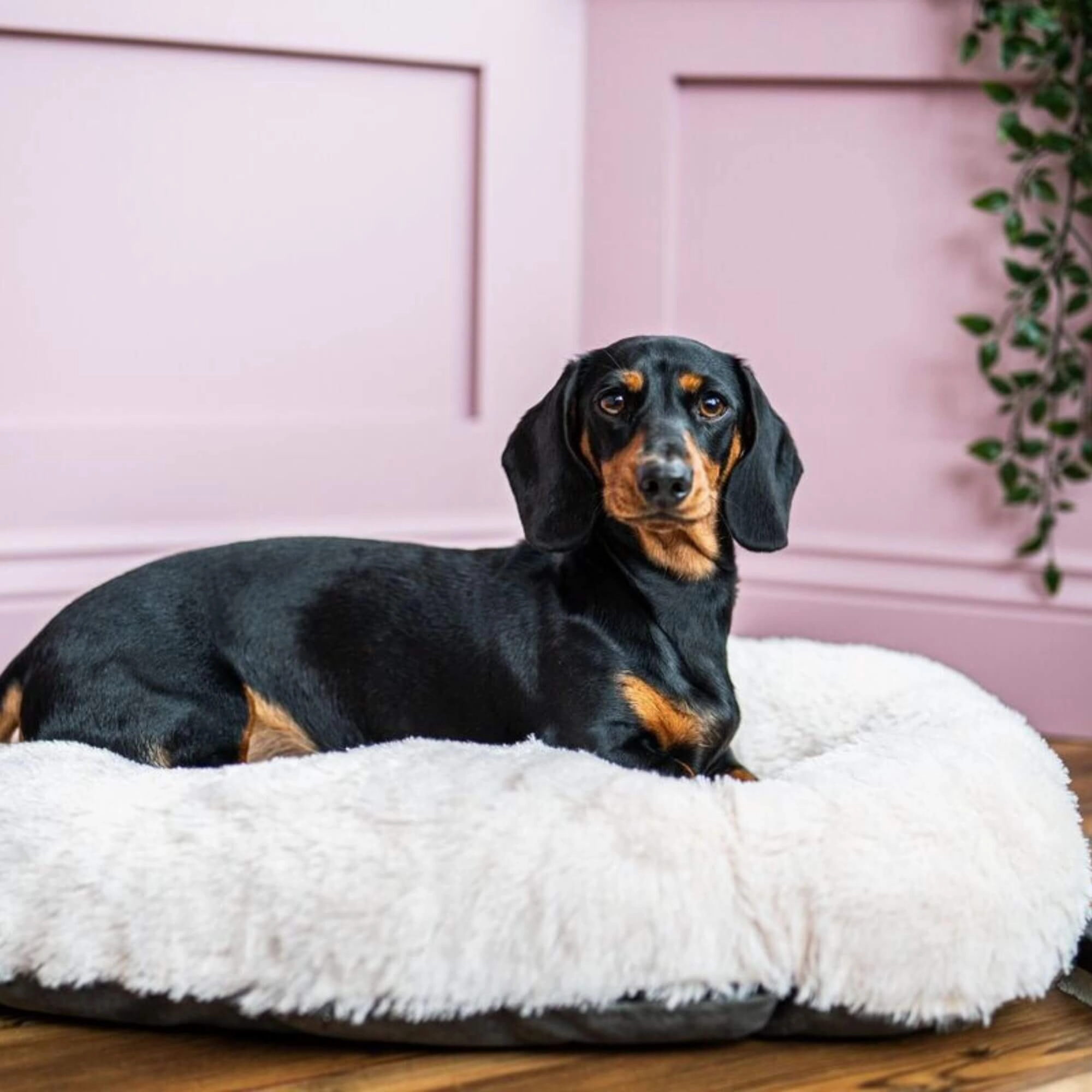 Gor Pets Nordic Oval Cushion Dog Bed